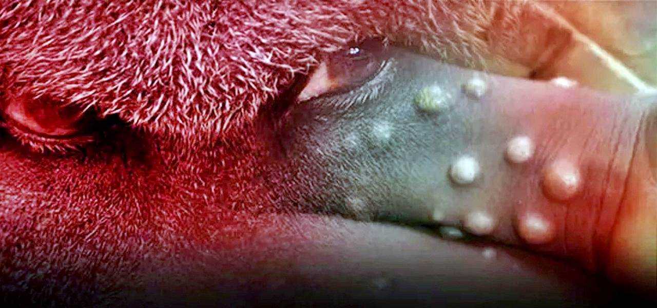 Maymun Çiçeği Virüsü Göründüğü Gibi Değil