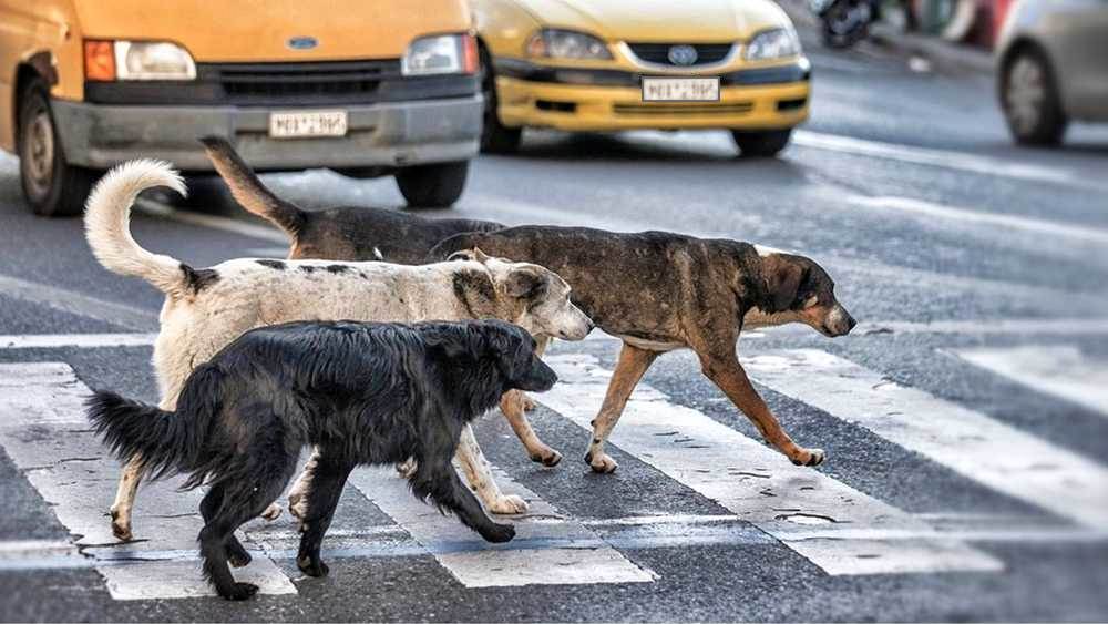 Köpeklerin Çeteleşmesi Milli Güvenlik Sorunudur